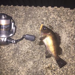 メバリング＆アジング